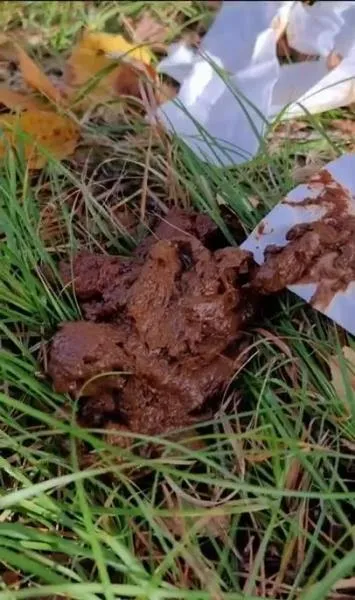 Scatlina (SD) I eat someone elses shit in the woods [AVC / 115.43 MB /  2025]