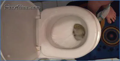 PooAlina's Sweet Morning Selfie: Toilet Smearing and Piss Drinking