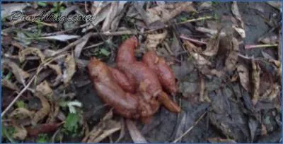 PooAlina's Verbal Humiliation and Shit Eating in Autumn Forest