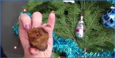 PooAlina's Gross-out Christmas Poop & Vomit Set - Free Daily Release