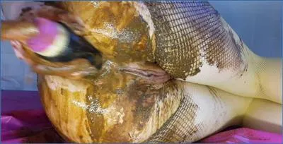 Anna Coprofield Takes Charge in Solo Fishnet Prolapse and POv