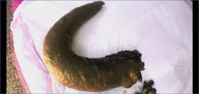 Love Rachelle Dominates Hungry Slave with Filthy Scat and Pissing